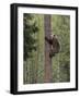 Brown bear cub climbing tree, Kainuu, Finland-Jussi Murtosaari-Framed Photographic Print