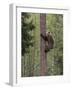 Brown bear cub climbing tree, Kainuu, Finland-Jussi Murtosaari-Framed Photographic Print