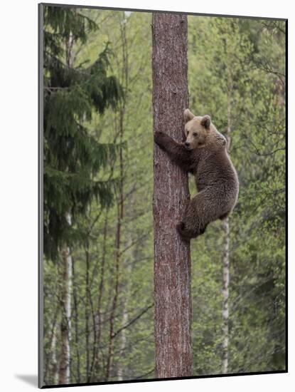 Brown bear cub climbing tree, Kainuu, Finland-Jussi Murtosaari-Mounted Photographic Print