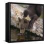 Brown Bear Cub Drinking Water-DLILLC-Framed Stretched Canvas
