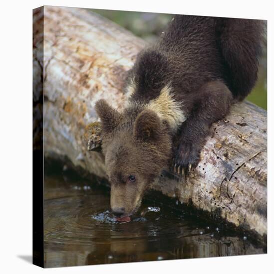 Brown Bear Cub Drinking Water-DLILLC-Stretched Canvas