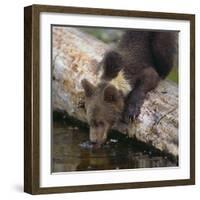 Brown Bear Cub Drinking Water-DLILLC-Framed Photographic Print