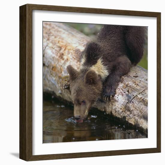 Brown Bear Cub Drinking Water-DLILLC-Framed Photographic Print