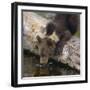 Brown Bear Cub Drinking Water-DLILLC-Framed Photographic Print