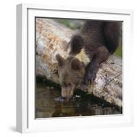 Brown Bear Cub Drinking Water-DLILLC-Framed Photographic Print