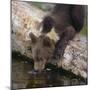 Brown Bear Cub Drinking Water-DLILLC-Mounted Photographic Print