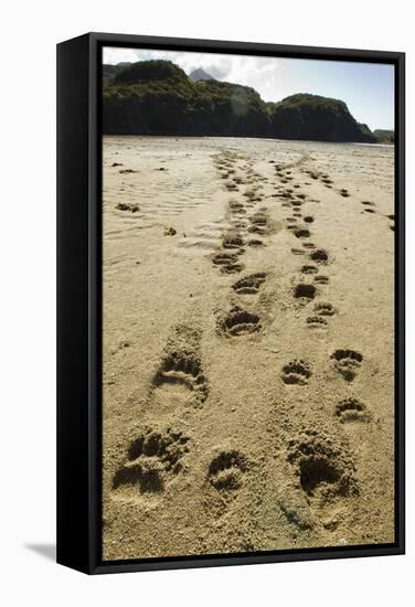 Brown Bear Cub Footprints, Katmai National Park, Alaska-Paul Souders-Framed Stretched Canvas