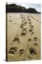 Brown Bear Cub Footprints, Katmai National Park, Alaska-Paul Souders-Stretched Canvas
