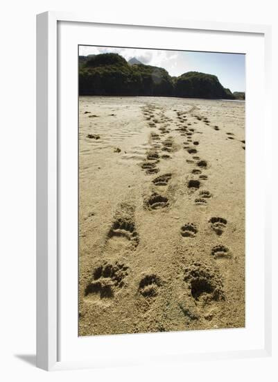 Brown Bear Cub Footprints, Katmai National Park, Alaska-Paul Souders-Framed Photographic Print