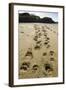 Brown Bear Cub Footprints, Katmai National Park, Alaska-Paul Souders-Framed Photographic Print