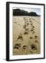 Brown Bear Cub Footprints, Katmai National Park, Alaska-Paul Souders-Framed Photographic Print