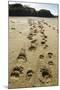 Brown Bear Cub Footprints, Katmai National Park, Alaska-Paul Souders-Mounted Photographic Print