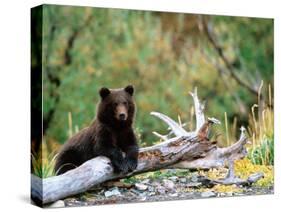 Brown Bear Cub in Katmai National Park, Alaska, USA-Dee Ann Pederson-Stretched Canvas