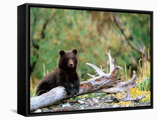 Brown Bear Cub in Katmai National Park, Alaska, USA-Dee Ann Pederson-Framed Stretched Canvas