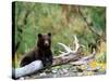 Brown Bear Cub in Katmai National Park, Alaska, USA-Dee Ann Pederson-Stretched Canvas
