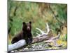 Brown Bear Cub in Katmai National Park, Alaska, USA-Dee Ann Pederson-Mounted Photographic Print