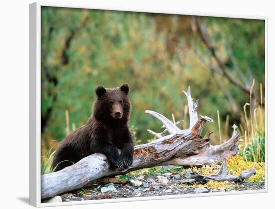 Brown Bear Cub in Katmai National Park, Alaska, USA-Dee Ann Pederson-Framed Photographic Print