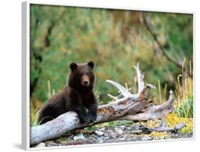 Brown Bear Cub in Katmai National Park, Alaska, USA-Dee Ann Pederson-Framed Photographic Print