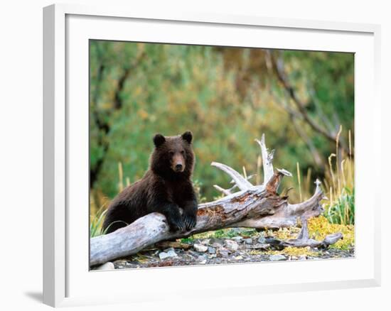 Brown Bear Cub in Katmai National Park, Alaska, USA-Dee Ann Pederson-Framed Photographic Print