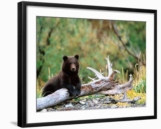 Brown Bear Cub in Katmai National Park, Alaska, USA-Dee Ann Pederson-Framed Photographic Print