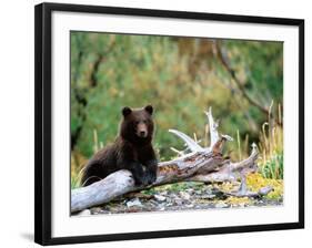 Brown Bear Cub in Katmai National Park, Alaska, USA-Dee Ann Pederson-Framed Photographic Print