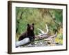 Brown Bear Cub in Katmai National Park, Alaska, USA-Dee Ann Pederson-Framed Photographic Print