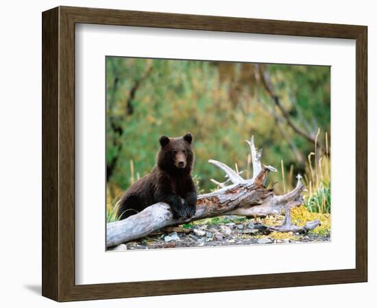 Brown Bear Cub in Katmai National Park, Alaska, USA-Dee Ann Pederson-Framed Photographic Print