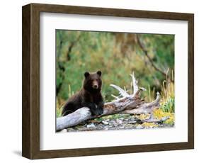 Brown Bear Cub in Katmai National Park, Alaska, USA-Dee Ann Pederson-Framed Photographic Print