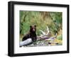 Brown Bear Cub in Katmai National Park, Alaska, USA-Dee Ann Pederson-Framed Photographic Print