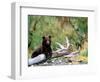 Brown Bear Cub in Katmai National Park, Alaska, USA-Dee Ann Pederson-Framed Photographic Print