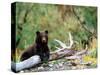 Brown Bear Cub in Katmai National Park, Alaska, USA-Dee Ann Pederson-Stretched Canvas