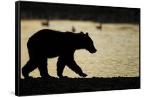 Brown Bear Cub, Katmai National Park, Alaska-Paul Souders-Framed Stretched Canvas