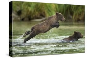 Brown Bear Cub, Katmai National Park, Alaska-Paul Souders-Stretched Canvas