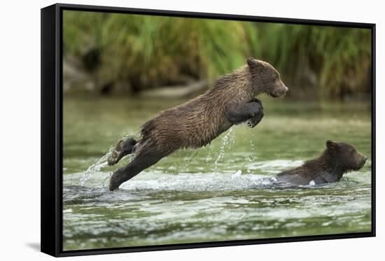 Brown Bear Cub, Katmai National Park, Alaska-Paul Souders-Framed Stretched Canvas