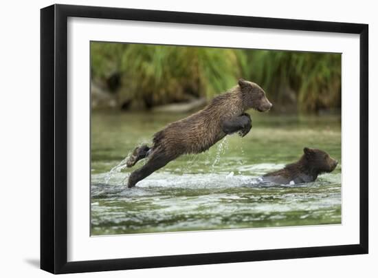 Brown Bear Cub, Katmai National Park, Alaska-Paul Souders-Framed Premium Photographic Print