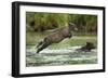 Brown Bear Cub, Katmai National Park, Alaska-Paul Souders-Framed Premium Photographic Print