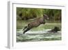 Brown Bear Cub, Katmai National Park, Alaska-Paul Souders-Framed Premium Photographic Print