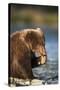 Brown Bear Cub, Katmai National Park, Alaska-Paul Souders-Stretched Canvas