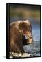 Brown Bear Cub, Katmai National Park, Alaska-Paul Souders-Framed Stretched Canvas