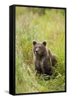 Brown Bear Cub, Katmai National Park, Alaska-Paul Souders-Framed Stretched Canvas