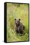 Brown Bear Cub, Katmai National Park, Alaska-Paul Souders-Framed Stretched Canvas