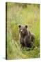 Brown Bear Cub, Katmai National Park, Alaska-Paul Souders-Stretched Canvas