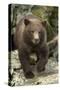 Brown Bear Cub, Katmai National Park, Alaska-Paul Souders-Stretched Canvas