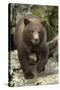 Brown Bear Cub, Katmai National Park, Alaska-Paul Souders-Stretched Canvas