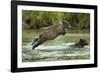 Brown Bear Cub, Katmai National Park, Alaska-Paul Souders-Framed Photographic Print