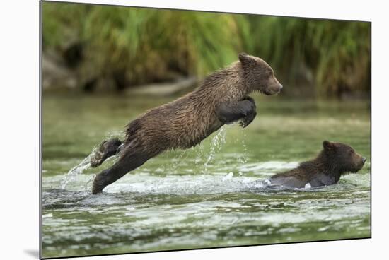 Brown Bear Cub, Katmai National Park, Alaska-Paul Souders-Mounted Photographic Print