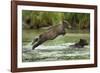 Brown Bear Cub, Katmai National Park, Alaska-Paul Souders-Framed Photographic Print