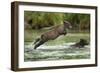 Brown Bear Cub, Katmai National Park, Alaska-Paul Souders-Framed Photographic Print