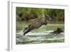 Brown Bear Cub, Katmai National Park, Alaska-Paul Souders-Framed Photographic Print