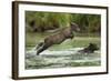 Brown Bear Cub, Katmai National Park, Alaska-Paul Souders-Framed Photographic Print